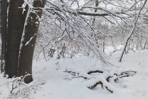 Rezerwat Cieszynianka pod kwietniowym śniegiem